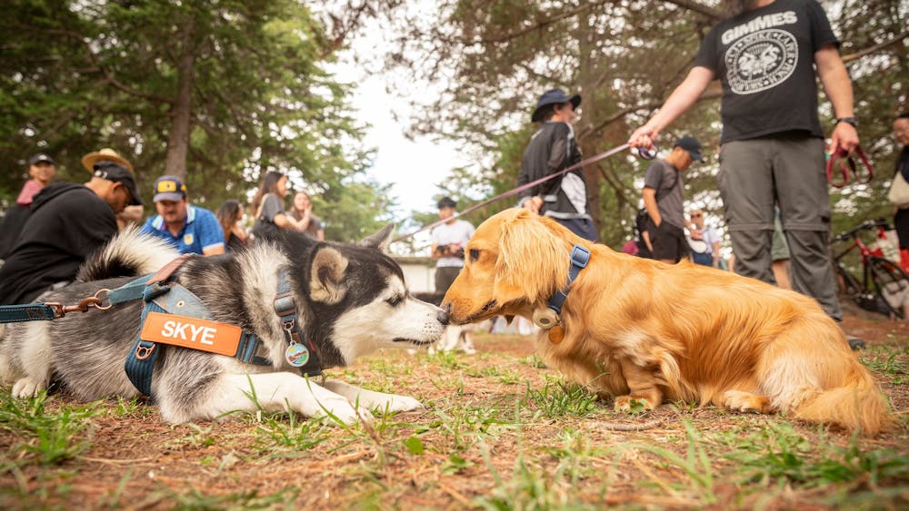 Thumbnail for Canberra Valentine’s Paws Party: Sniff Right