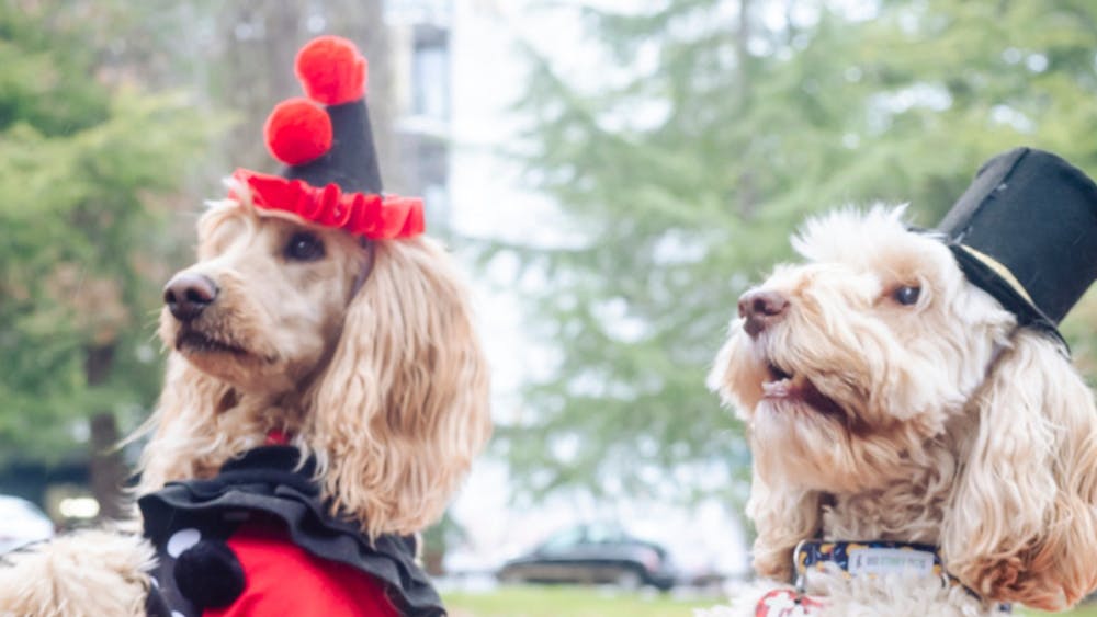 Thumbnail for Arty Farty Paws Party!