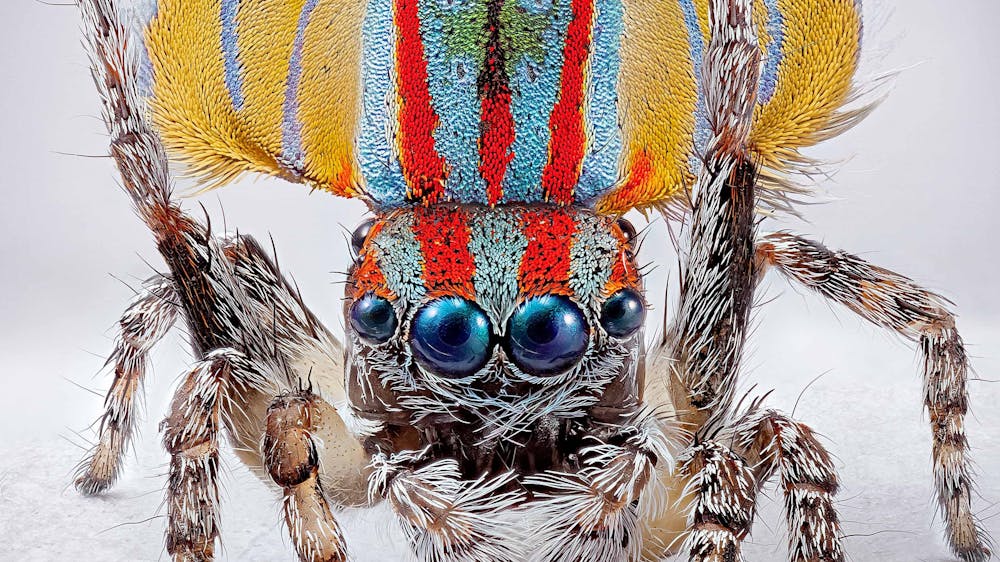Thumbnail for Maria Fernanda Cardoso: Spiders of Paradise