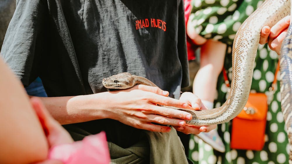 Snake at Haig Park Village Markets