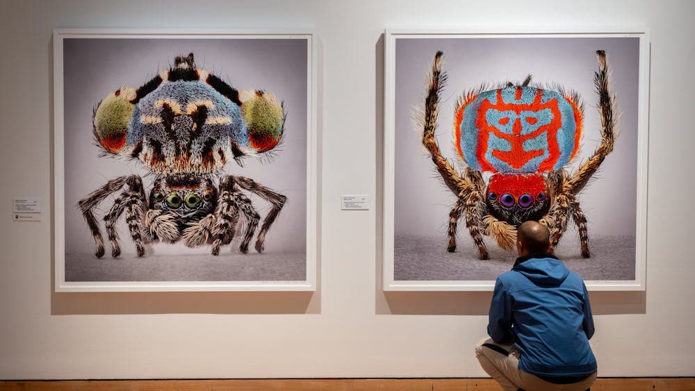 A man observing artworks in Maria Fernanda Cardoso's Spiders of Paradise exhibition