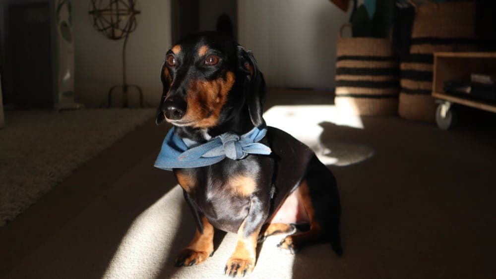 Black and brown dachshund wearing a blue bow tie sitting down