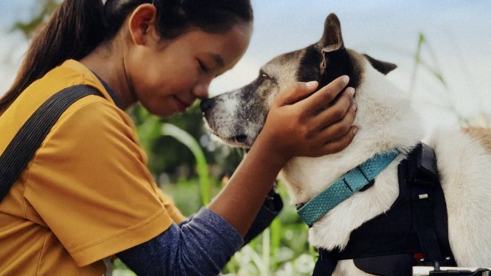 Young girl touches nose with a white dog in an embrace