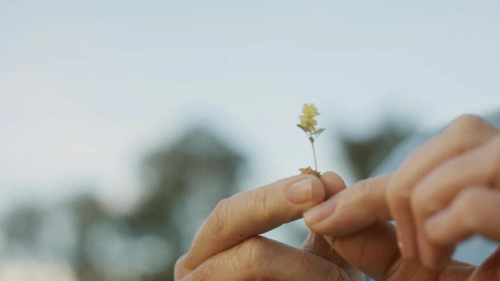 Close up of hand holding up a small yellow flower